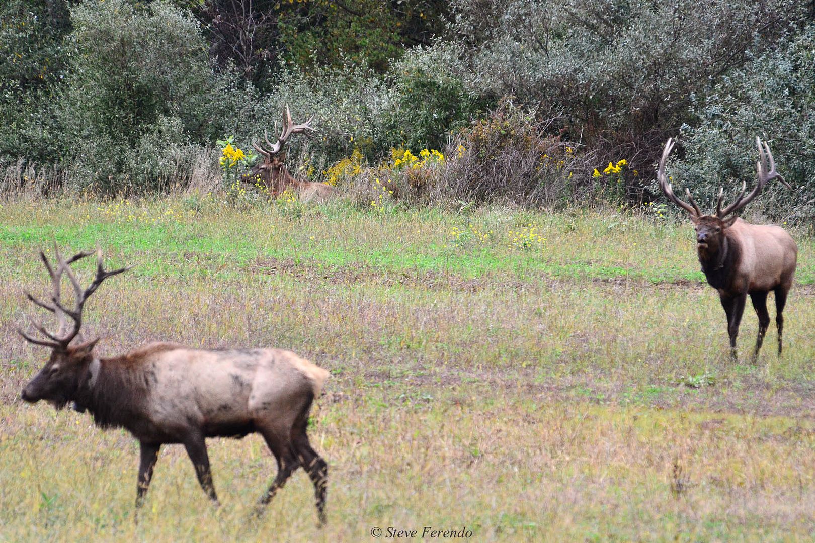 "Natural World" Through My Camera Pennsylvania Elk Range, Day Two